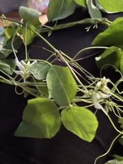 Amphicarpaea bracteata