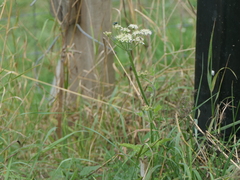 Heracleum sphondylium