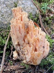Ramaria formosa