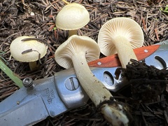 Hygrophorus