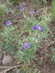 Lupinus caudatus