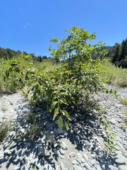 Alnus rubra