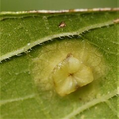 Pachypsylla celtidisasterisca