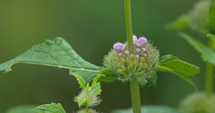 Phlomoides tuberosa