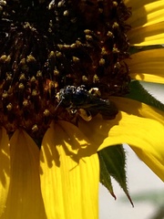 Protandrena aethiops