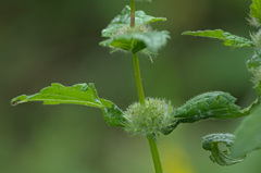 Phlomoides tuberosa