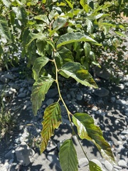 Alnus rubra