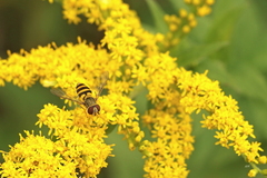 Syrphus