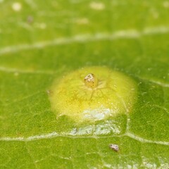 Pachypsylla celtidisasterisca