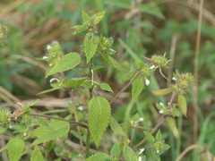 Galeopsis tetrahit