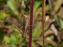 Chorthippus dorsatus