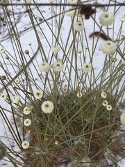 Syngonanthus flavidulus