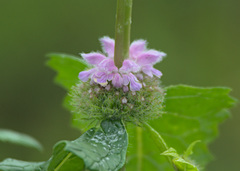 Phlomoides tuberosa