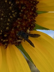 Protandrena aethiops