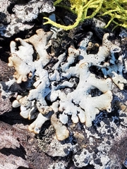 Hypogymnia physodes