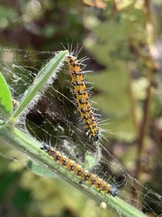 Uresiphita reversalis