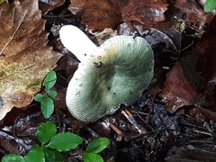 Russula crustosa