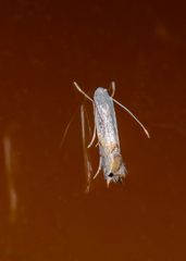 Phyllocnistis vitifoliella