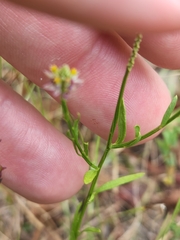 Polygala nuttallii