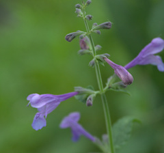 Nepeta sibirica