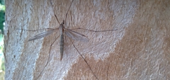 Tipula oleracea