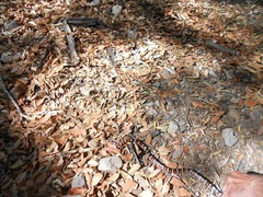 Lampropeltis knoblochi