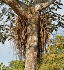 Aechmea angustifolia