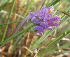 Polygala curtissii