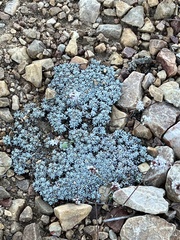 Eriogonum kennedyi