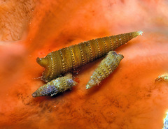 Triphora taeniolata