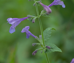 Nepeta sibirica