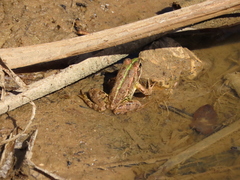 Pelophylax perezi
