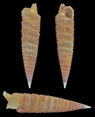 Triphora taeniolata