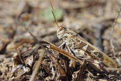 Oedaleus decorus