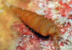 Triphora taeniolata