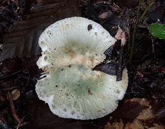 Russula crustosa