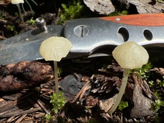 Hemimycena