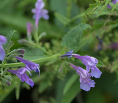 Nepeta sibirica