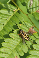 Helophilus fasciatus