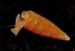 Triphora taeniolata