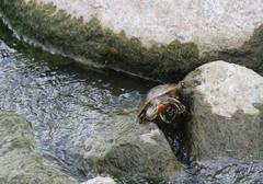 Chrysemys picta bellii