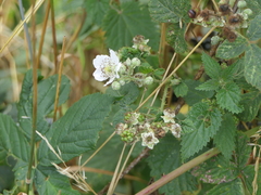 Rubus fruticosus