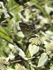 Callophrys gryneus