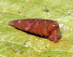 Triphora taeniolata