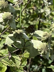 Callophrys gryneus