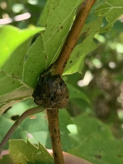 Ampelomyia vitispomum