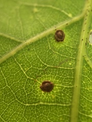 Neuroterus tantulus