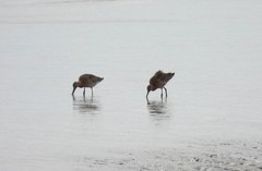 Limosa limosa