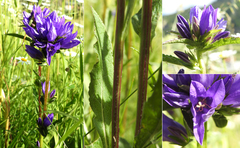 Campanula glomerata glomerata