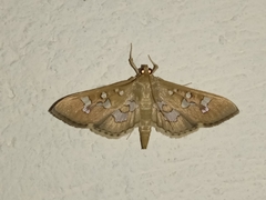 Phostria